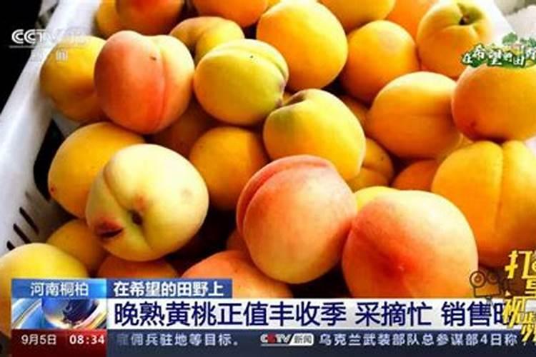 十月中旬成熟晚桃,什么时候朋大期？