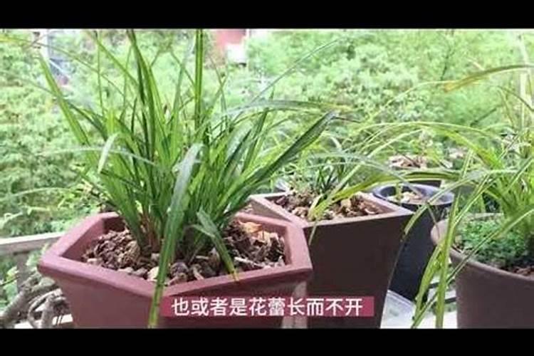 如何正确给兰花使用叶面肥