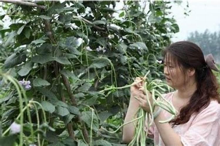 豆角保花保果农药最佳配方,什么时候打合适