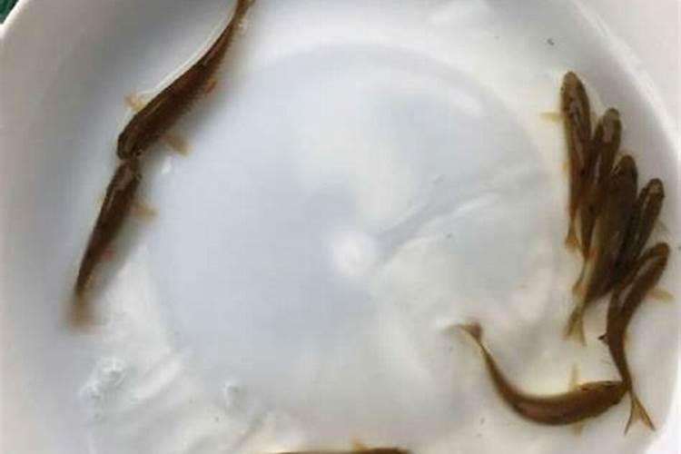 哪个牌子的鱼蛋白水溶肥最好最安全