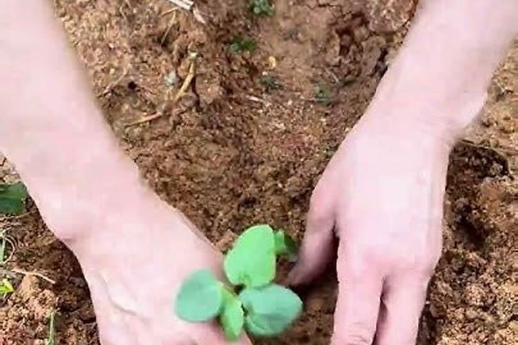一般结果的蔬菜(黄秋葵)等在开花结果阶段需要补施什么肥料