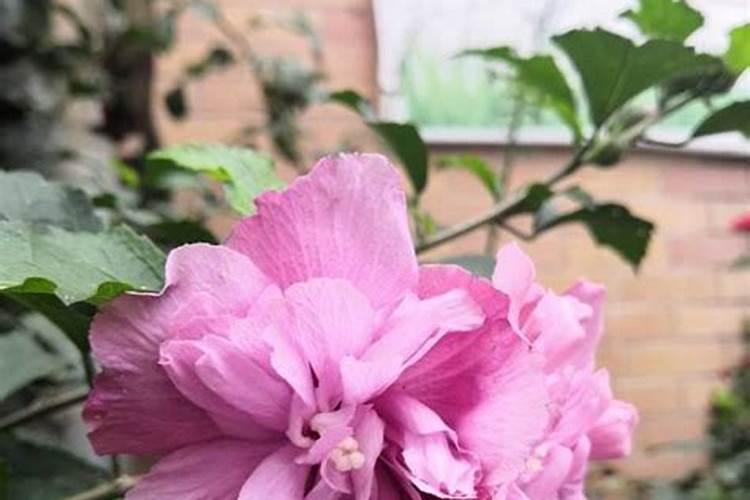 我的小木槿花最肥多了叶子叶子发蔫了怎么办？