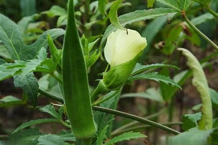 蔬菜种植知识