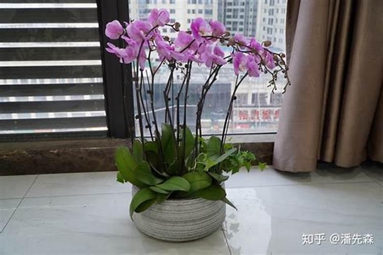 用水苔种的蝴蝶兰需要注意些什么