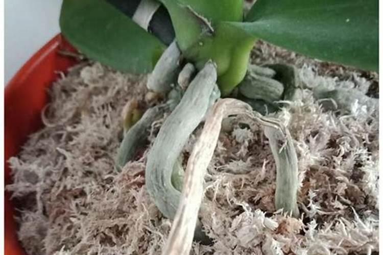 水苔养蝴蝶兰如何施肥