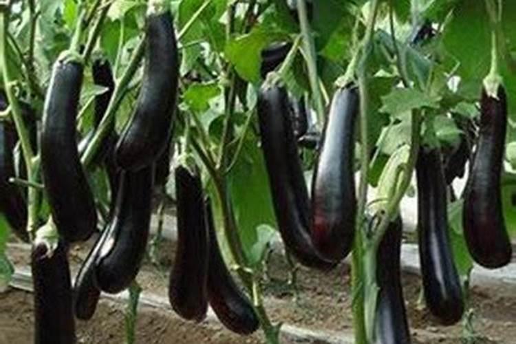 茄子移栽后怎么施肥