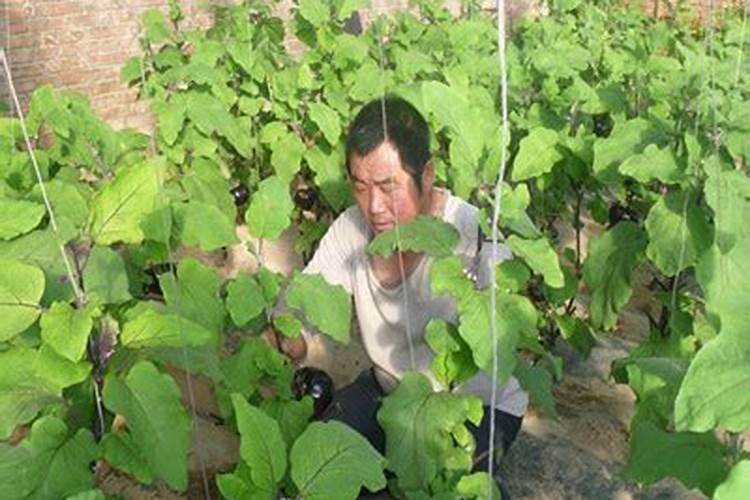 茄子施肥方法和注意事项