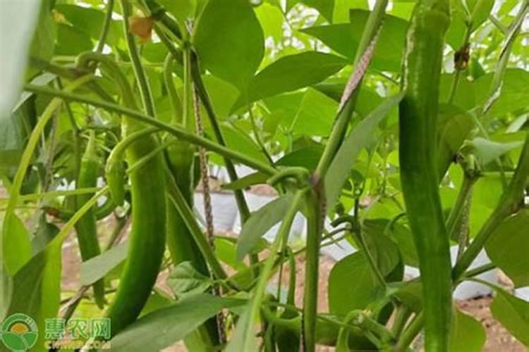辣椒一亩施肥要多少斤肥？
