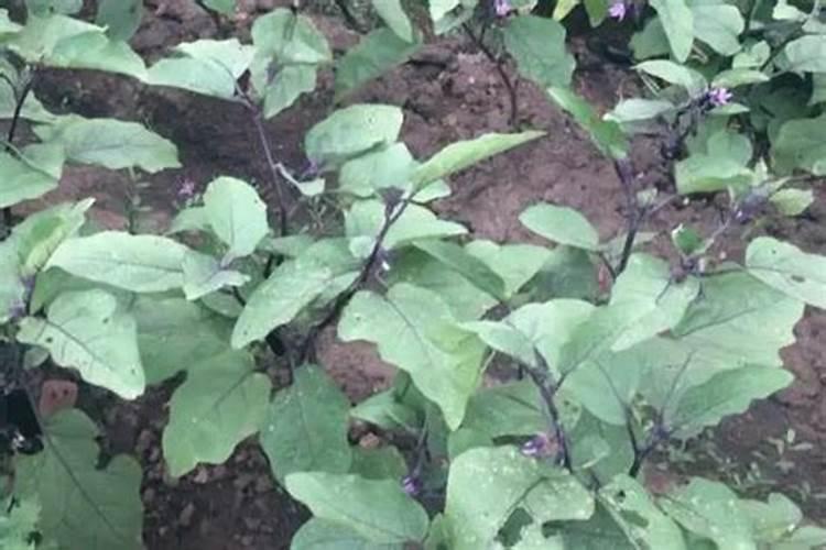 茄子移栽后几天施肥