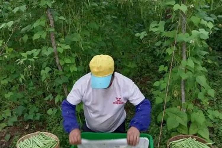 四季豆结荚期施什么肥 四季豆结荚期施肥的方法