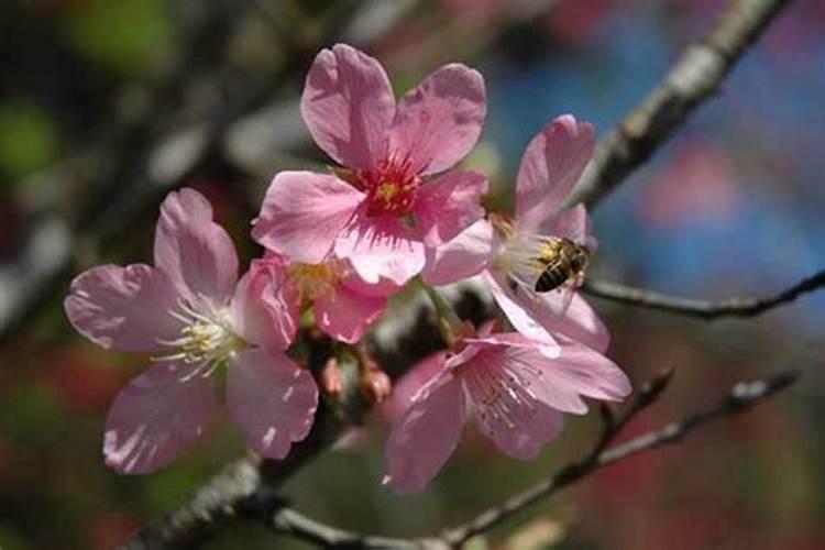 樱花开花后怎么养护