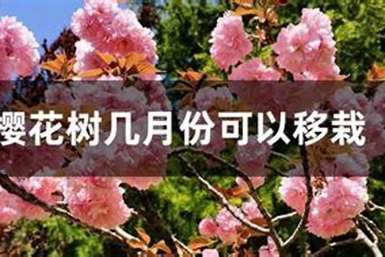 樱花怎么施肥