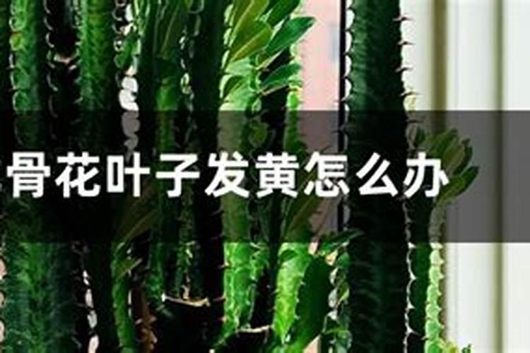 龙骨多久开花一次 怎么保持花期长