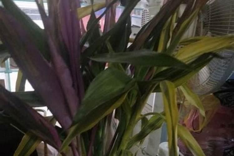 花椒树施氮肥多引起枯萎怎么办？