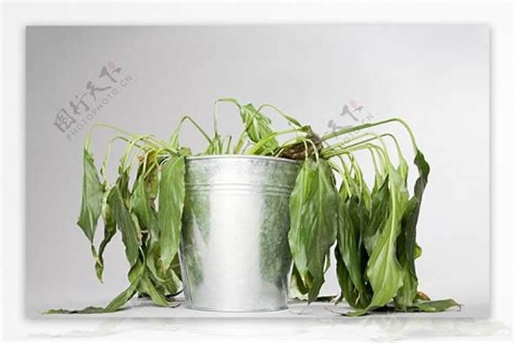 植物施肥过多怎么