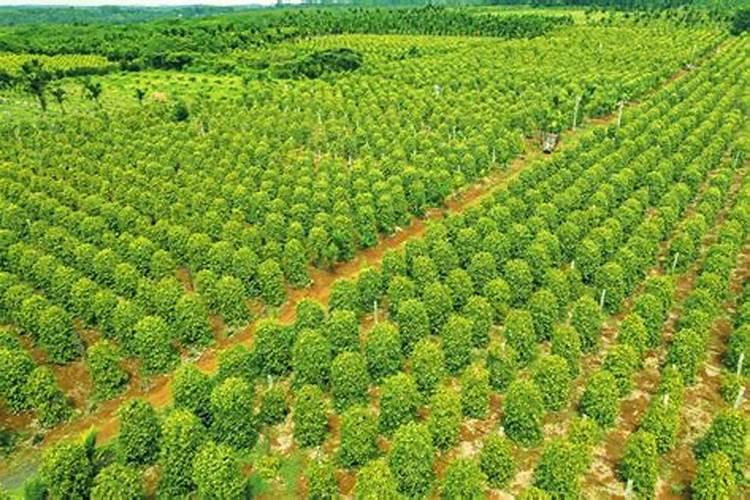 胡椒是怎么种植的