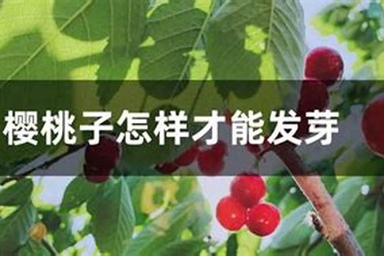 樱桃子怎样才能发芽