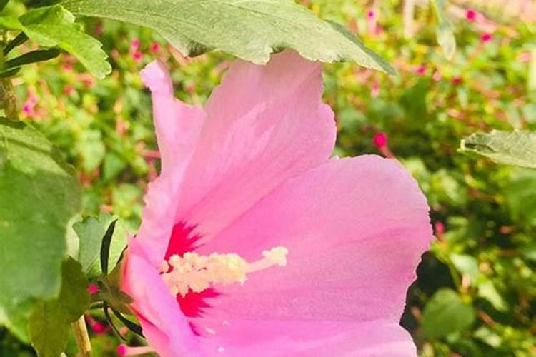 木槿花如何施肥那种肥料最好