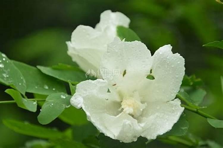 木槿花如何施肥那种肥料最好