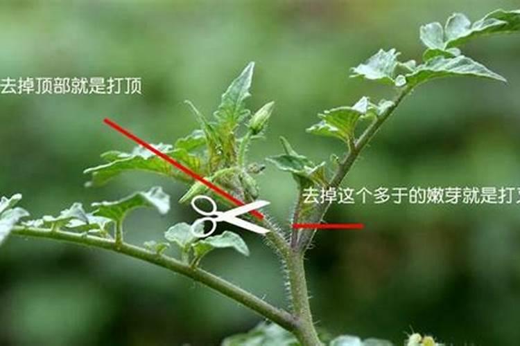 番茄摘心打顶时间与方法