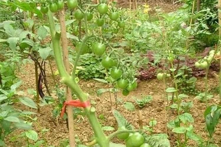 盆栽西红柿的种植方法