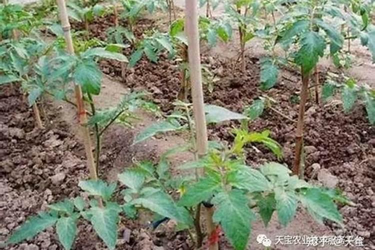 西红柿坐果期如何管理(种植西红柿中后期施肥方案)
