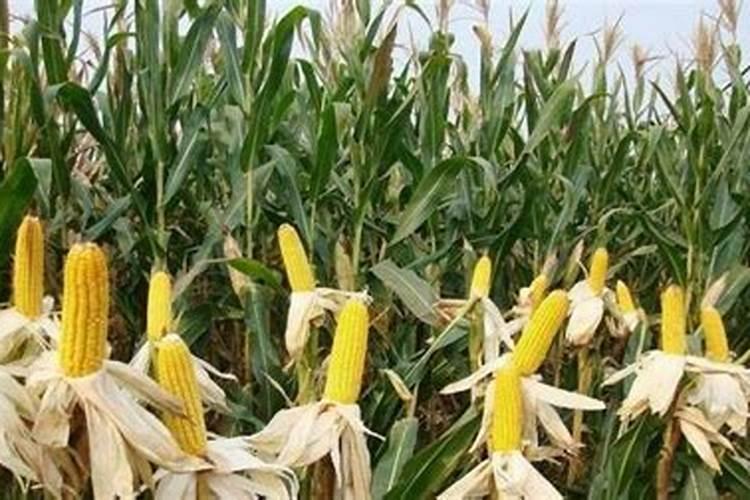 夏季种植玉米施肥很关键,夏季种植玉米有哪些施肥方法？