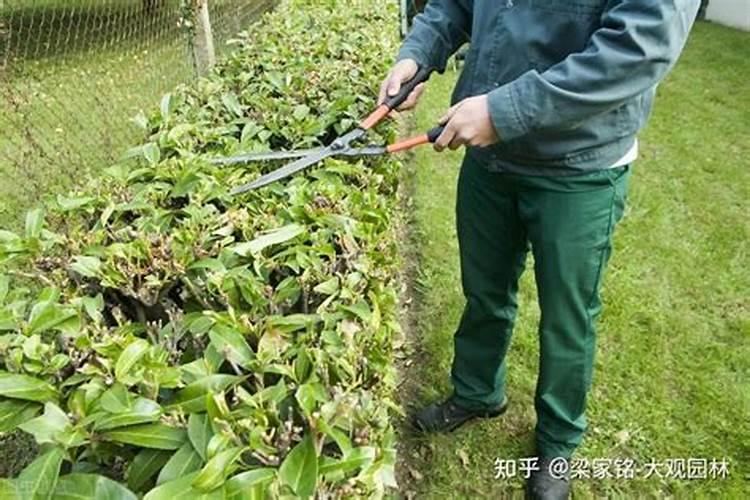 大叶黄杨的施肥与管理方法