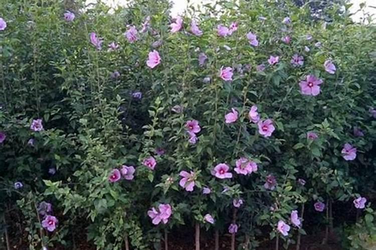 木槿花施什么肥