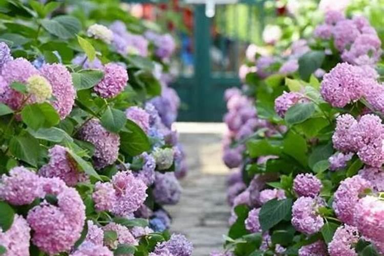 绣球花施什么肥