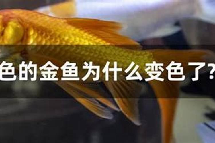 鱼蛋白和防冻剂能一起喷吗石榴树？