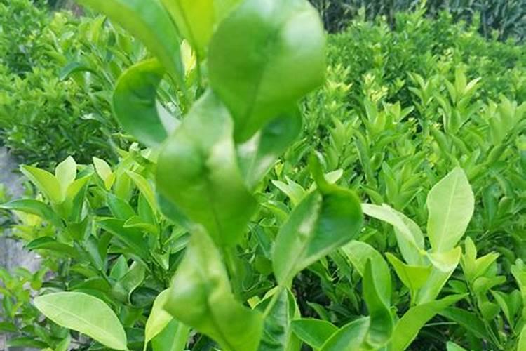 家养桔子树施什么肥料,腐熟的有机肥配叶面肥