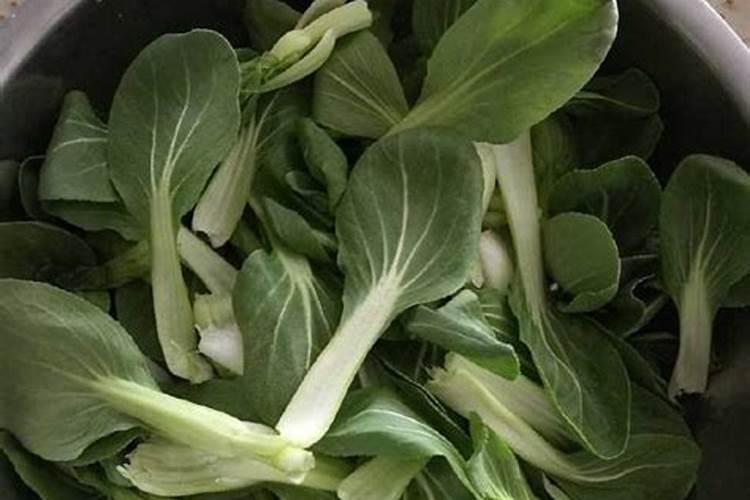 夏季菠菜种植有什么技术