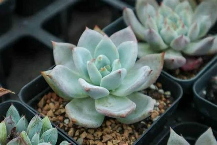 橙瓣风车草多肉植物如何进行浇水管理