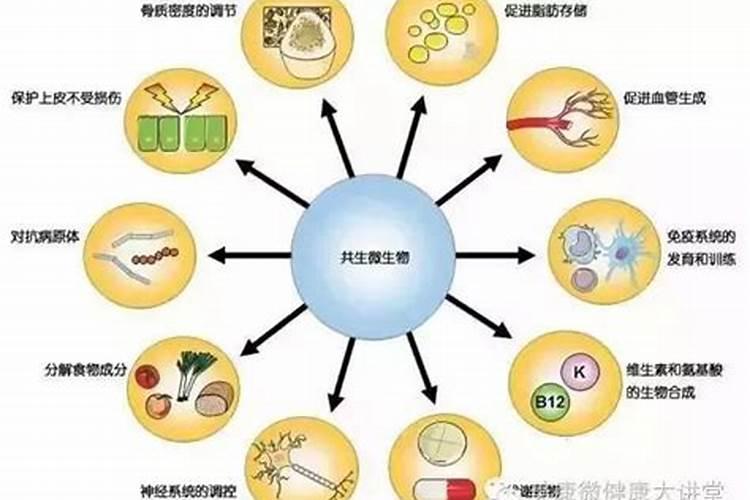 微生物菌种生物有机肥的制作方法