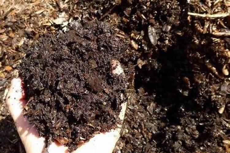 地栽月季花的养殖方法和注意事项