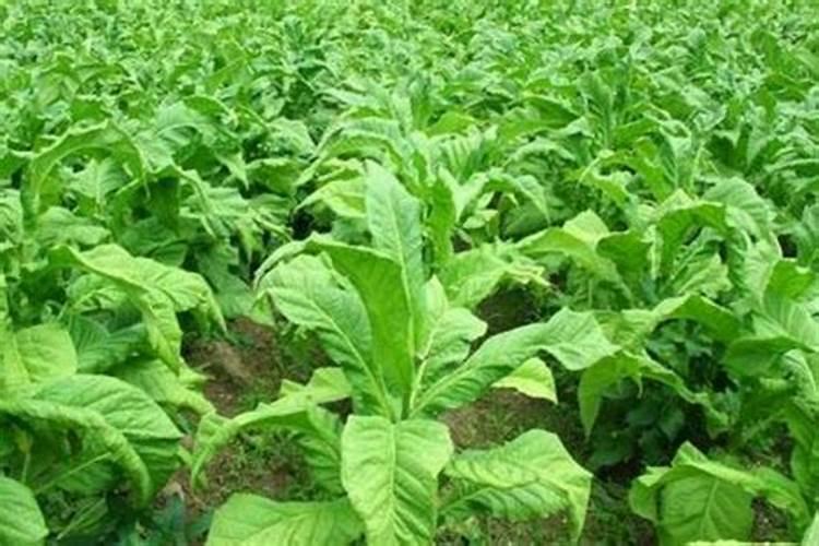 烟叶移栽需要注意什么 烟叶移栽方法和密度种植技巧介绍
