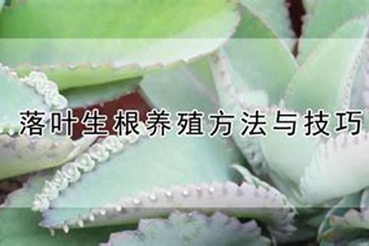 落地生根用什么肥料好呢