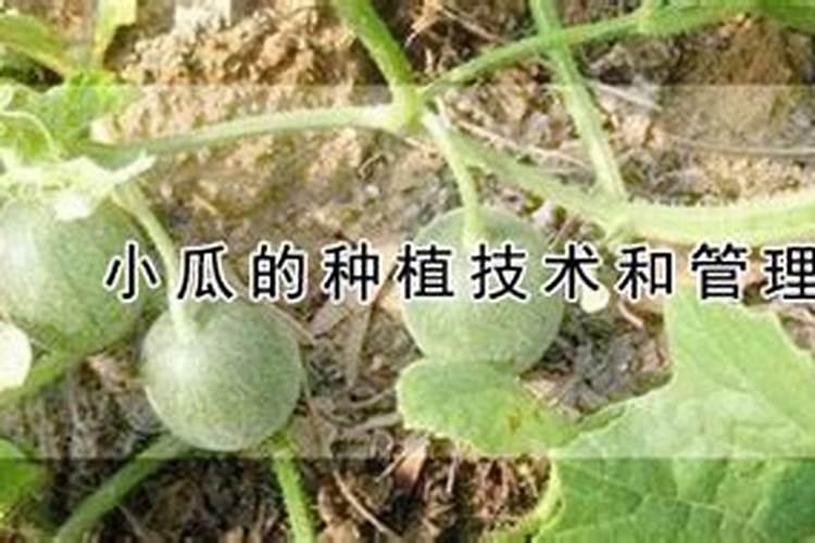 小瓜发黄长不大缺什么肥料