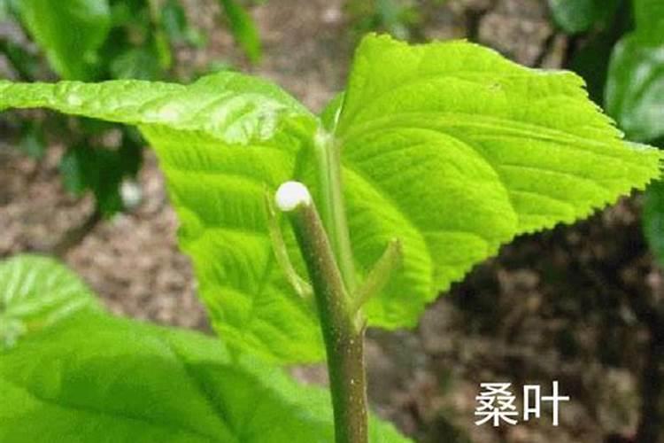 杨树需不需要打叶面肥呢？