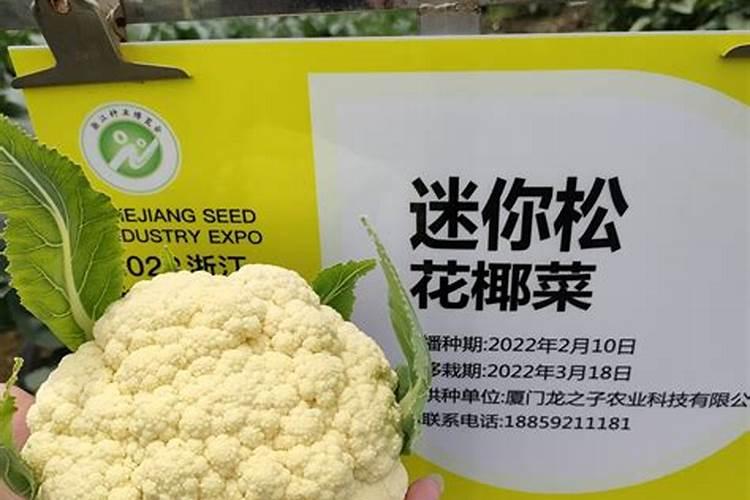 松花菜种植以后能否喷打封闭除草剂？