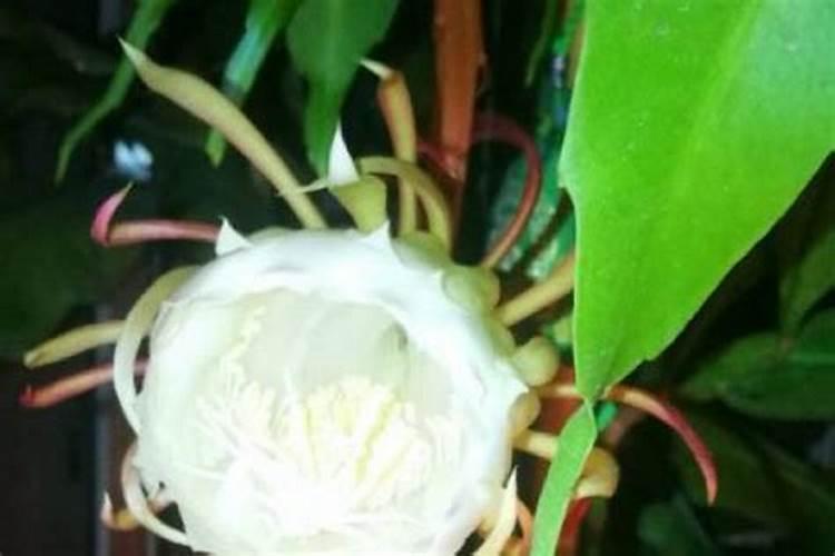 昙花长花蕾的时候可以施肥吗