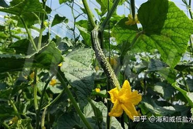 同是全水溶性肥料,价格差距为什么那么大