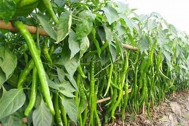 种菜为什么要盖稻草 种菜用什么有机肥