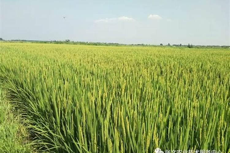 怎么种植水稻产量高 什么时候施钾肥效果好
