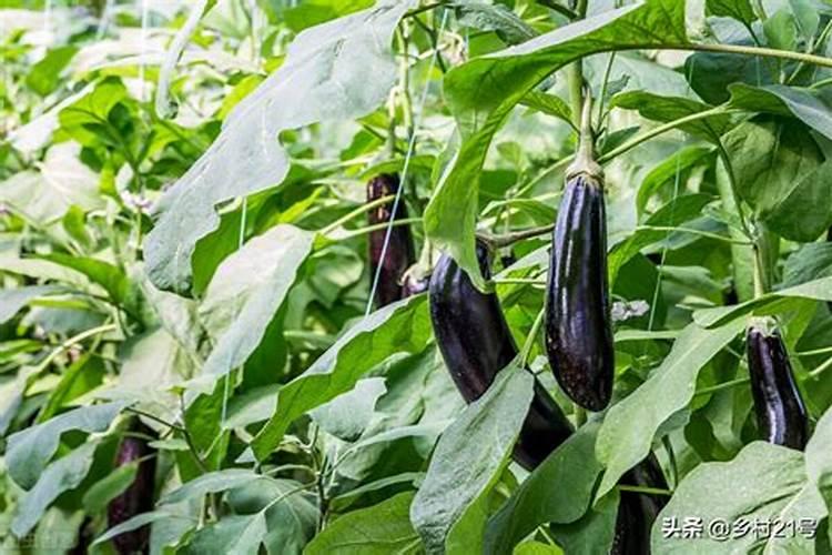 种豆角用什么肥料