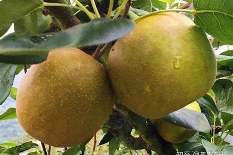 果实膨大期,苹果,梨,柑橘怎么施肥