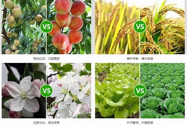 小葱用什么肥料最好