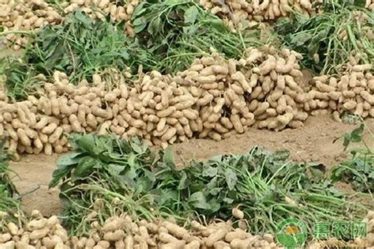 种植花生磷肥的正确方法