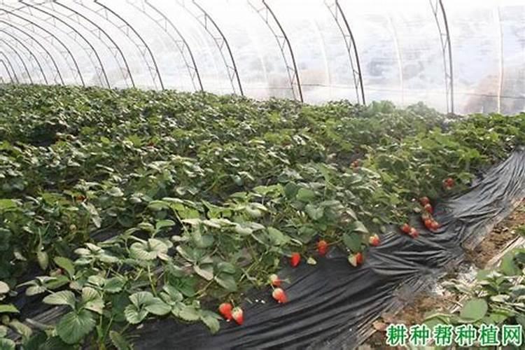种植草莓什么时候需要施肥